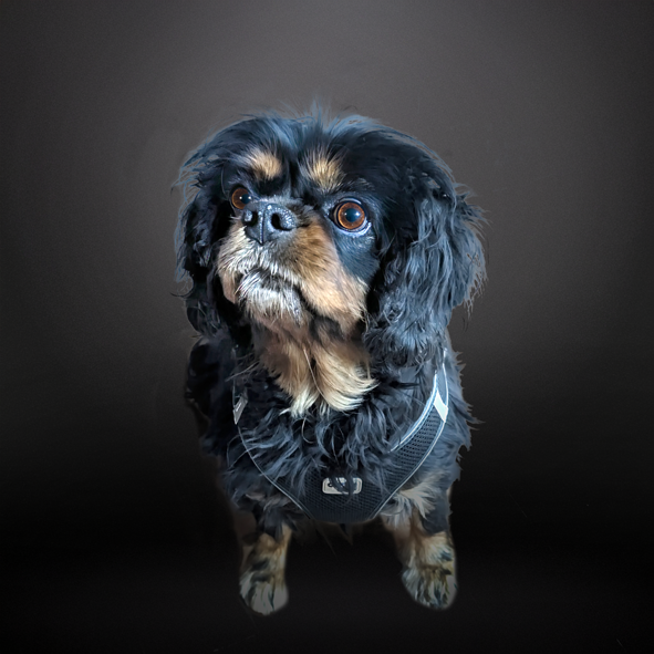 Unser süßer Agenturhund Paula